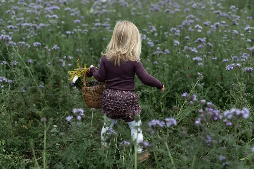 Wheat Burgunder Blomstrete Wheat Ruffles Bleieshorts (56 / 1-2 mnd)